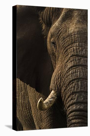 African elephant bull (Loxodonta africana), Zimanga private game reserve, KwaZulu-Natal-Ann and Steve Toon-Premier Image Canvas