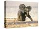 African Elephant Calf on Knees by Water, Kaokoland, Namibia-Tony Heald-Premier Image Canvas