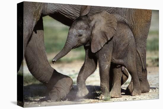 African Elephant Calf-null-Premier Image Canvas