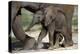 African Elephant Calf-null-Premier Image Canvas