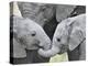 African Elephant Calves (Loxodonta Africana) Holding Trunks, Tanzania-null-Premier Image Canvas