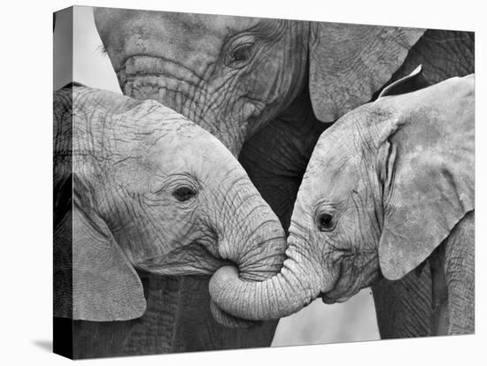 African Elephant Calves (Loxodonta Africana) Holding Trunks, Tanzania-null-Premier Image Canvas