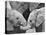African Elephant Calves (Loxodonta Africana) Holding Trunks, Tanzania-null-Premier Image Canvas