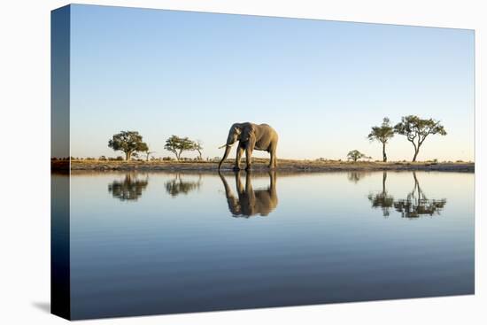 African Elephant, Chobe National Park, Botswana-Paul Souders-Premier Image Canvas