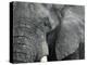 African Elephant Close-Up of Face, Tanzania-Edwin Giesbers-Premier Image Canvas