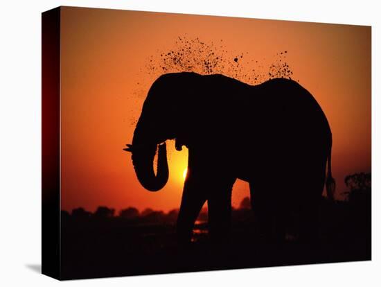 African Elephant Dusting Itself at Dusk, Chobe National Park, Botswana, Southern Africa-Tony Heald-Premier Image Canvas