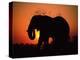 African Elephant Dusting Itself at Dusk, Chobe National Park, Botswana, Southern Africa-Tony Heald-Premier Image Canvas