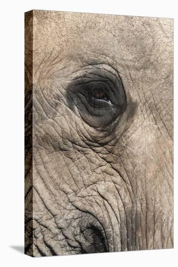 African Elephant Eye (Loxodonta Africana), Addo Elephant National Park, South Africa, Africa-Ann and Steve Toon-Premier Image Canvas