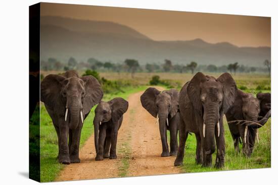 African Elephant Family on Safari, Mizumi Safari Park, Tanzania, East Africa, Africa-Laura Grier-Premier Image Canvas