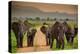 African Elephant Family on Safari, Mizumi Safari Park, Tanzania, East Africa, Africa-Laura Grier-Premier Image Canvas