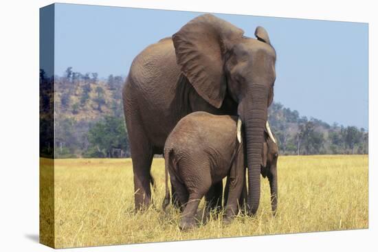 African Elephant Female, Cow with Young Calf-null-Premier Image Canvas