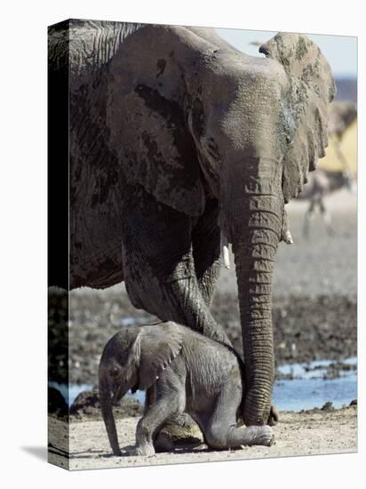 African Elephant Female Helping Baby (Loxodonta Africana) Etosha National Park, Namibia-Tony Heald-Premier Image Canvas