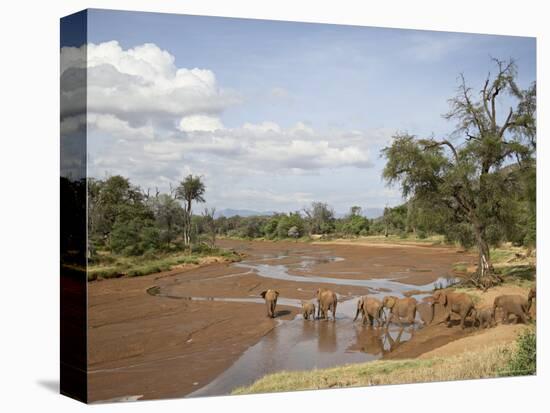 African Elephant Going to the Uaso Nyro River, Samburu National Reserve, Kenya, East Africa, Africa-James Hager-Premier Image Canvas