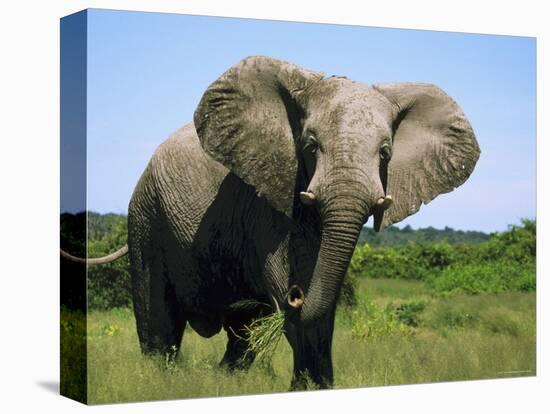 African Elephant Grazing, Chobe National Park Botswana-Tony Heald-Premier Image Canvas