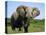 African Elephant Grazing, Chobe National Park Botswana-Tony Heald-Premier Image Canvas