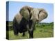 African Elephant Grazing, Chobe National Park Botswana-Tony Heald-Premier Image Canvas