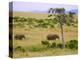 African Elephant Grazing in the Fields, Maasai Mara, Kenya-Joe Restuccia III-Premier Image Canvas