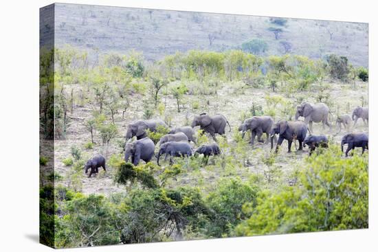 African elephant herd, , Hluhluwe-Imfolozi Park, Kwazulu-Natal, South Africa, Africa-Christian Kober-Premier Image Canvas