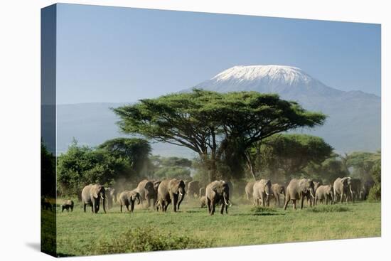 African Elephant Herd Infront of Mt, Kilimanjaro-null-Premier Image Canvas