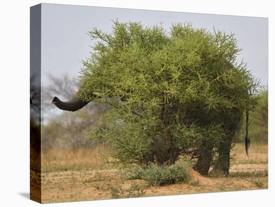 African elephant hidden behind a bush, South Africa-Staffan Widstrand-Premier Image Canvas