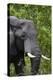 African Elephant, Khwai Concession Area, Okavango Delta, Botswana-Sergio Pitamitz-Premier Image Canvas