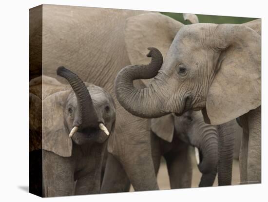 African Elephant (Loxodonta Africana), Addo Elephant National Park, South Africa, Africa-Ann & Steve Toon-Premier Image Canvas