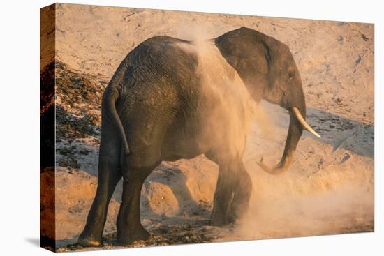 African elephant (Loxodonta africana) at dust bath, Chobe National Park, Botswana, Africa-Ann and Steve Toon-Premier Image Canvas