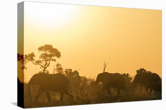 African elephant (Loxodonta Africana) at sunset, Kruger National Park, South Africa, Africa-Christian Kober-Premier Image Canvas