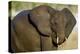 African Elephant (Loxodonta africana) at waterhole, Etosha National Park, Namibia-null-Premier Image Canvas