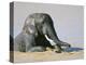 African Elephant (Loxodonta Africana) Bathing, Addo National Park, South Africa, Africa-Steve & Ann Toon-Premier Image Canvas