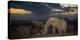 African Elephant (Loxodonta Africana) Bull 'One Ton' with Massive Tusks at Dusk-Wim van den Heever-Premier Image Canvas