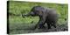 African Elephant (Loxodonta Africana) Calf Covered in Mud-Cheryl-Samantha Owen-Premier Image Canvas