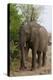 African Elephant (Loxodonta Africana), Chobe National Park, Botswana, Africa-Sergio Pitamitz-Premier Image Canvas