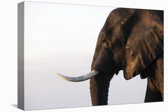 African elephant (Loxodonta africana), Chobe National Park, Botswana, Africa-Ann and Steve Toon-Premier Image Canvas