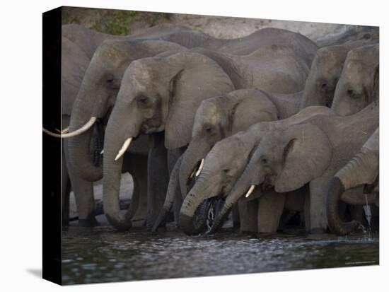 African Elephant, Loxodonta Africana, Chobe National Park, Chobe River, Botswana, Africa-Thorsten Milse-Premier Image Canvas