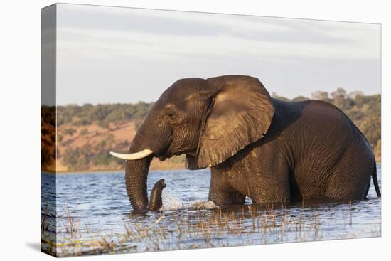 African elephant (Loxodonta africana) crossing river, Chobe River, Botswana, Africa-Ann and Steve Toon-Premier Image Canvas