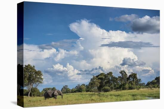 African Elephant (Loxodonta Africana) Drinking from Water, Okavango Delta, Botswana-Wim van den Heever-Premier Image Canvas