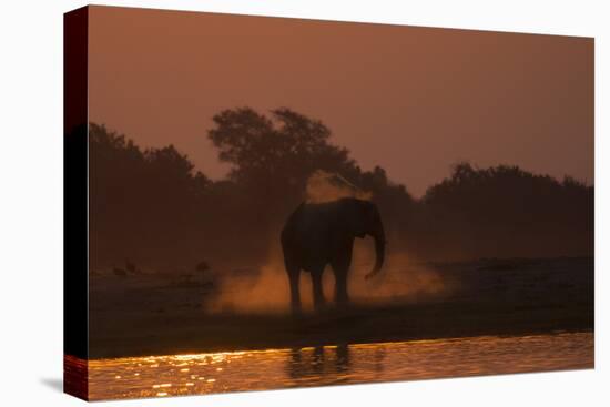 African elephant (Loxodonta africana) dusting at sunset, Chobe National Park, Botswana-Ann and Steve Toon-Premier Image Canvas