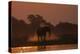 African elephant (Loxodonta africana) dusting at sunset, Chobe National Park, Botswana-Ann and Steve Toon-Premier Image Canvas