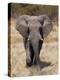 African Elephant (Loxodonta Africana), Etosha National Park, Namibia, Africa-Sergio Pitamitz-Premier Image Canvas