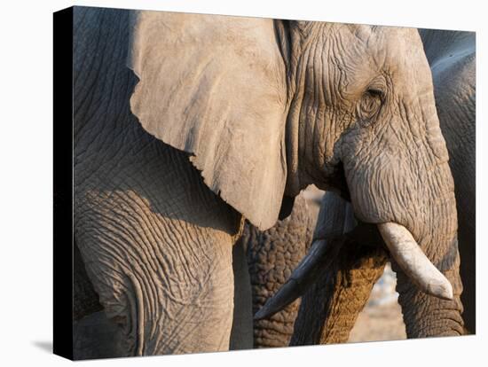 African Elephant (Loxodonta Africana), Etosha National Park, Namibia, Africa-Sergio Pitamitz-Premier Image Canvas