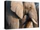 African Elephant (Loxodonta Africana), Etosha National Park, Namibia, Africa-Sergio Pitamitz-Premier Image Canvas