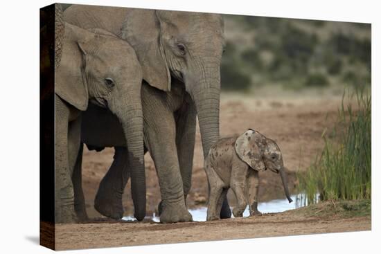 African Elephant (Loxodonta Africana) Family, Addo Elephant National Park, South Africa, Africa-James Hager-Premier Image Canvas