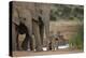 African Elephant (Loxodonta Africana) Family, Addo Elephant National Park, South Africa, Africa-James Hager-Premier Image Canvas