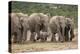 African Elephant (Loxodonta Africana) Family, Addo Elephant National Park, South Africa, Africa-James Hager-Premier Image Canvas
