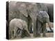 African Elephant (Loxodonta Africana), Greater Addo National Park, South Africa, Africa-Steve & Ann Toon-Premier Image Canvas