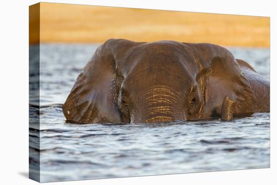 African elephant (Loxodonta africana) in water, Chobe River, Botswana, Africa-Ann and Steve Toon-Premier Image Canvas