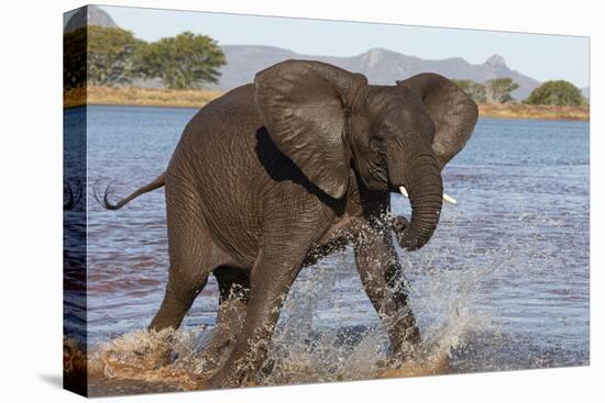 African elephant (Loxodonta africana) in water, Zimanga game reserve, KwaZulu-Natal-Ann and Steve Toon-Premier Image Canvas