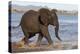African elephant (Loxodonta africana) in water, Zimanga game reserve, KwaZulu-Natal-Ann and Steve Toon-Premier Image Canvas