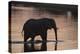 African Elephant (Loxodonta Africana), Khwai Concession, Okavango Delta, Botswana, Africa-Sergio Pitamitz-Premier Image Canvas